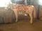 Dirtylittlemule