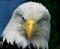 Vteagle